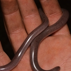 Anilios nigrescens (Blackish Blind Snake) at Bruce, ACT - 17 Jan 2025 by NateKingsford