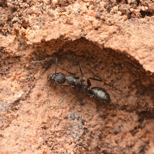 Camponotus nigroaeneus (Sugar ant) at Aranda, ACT by NateKingsford