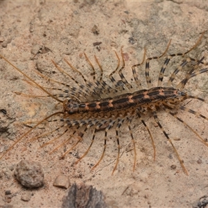 Allothereua maculata (A House Cetipede) at Bruce, ACT by NateKingsford