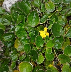 Goodenia hederacea subsp. alpestris at Jacobs River, NSW - 17 Jan 2025 by mahargiani