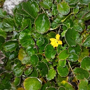 Goodenia hederacea subsp. alpestris at Jacobs River, NSW - 18 Jan 2025 10:06 AM