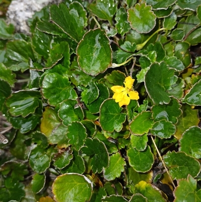 Goodenia hederacea subsp. alpestris at Jacobs River, NSW - 18 Jan 2025 by mahargiani