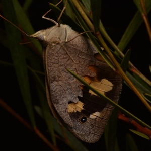 Heteronympha merope at Aranda, ACT - 17 Jan 2025