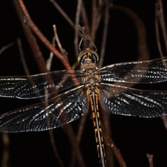 Hemicordulia tau (Tau Emerald) at Bruce, ACT - 17 Jan 2025 by NateKingsford