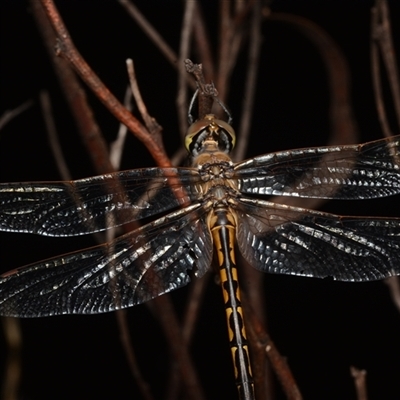 Hemicordulia tau (Tau Emerald) at Bruce, ACT - 17 Jan 2025 by NateKingsford