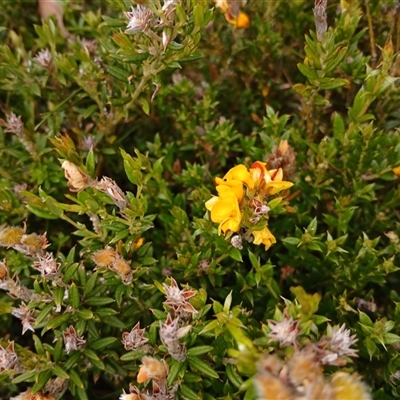 Oxylobium ellipticum (Common Shaggy Pea) at Thredbo, NSW - 18 Jan 2025 by mahargiani