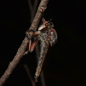 Neoaratus hercules (Herculean Robber Fly) at Aranda, ACT by NateKingsford