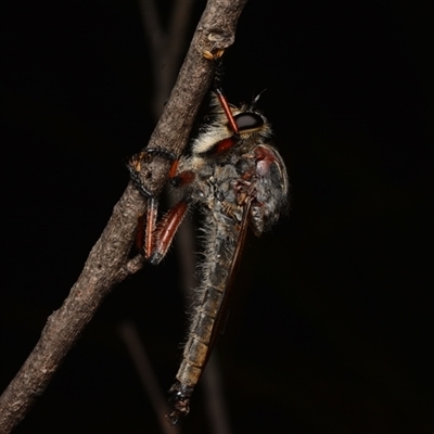 Neoaratus hercules (Herculean Robber Fly) at Aranda, ACT - 17 Jan 2025 by NateKingsford