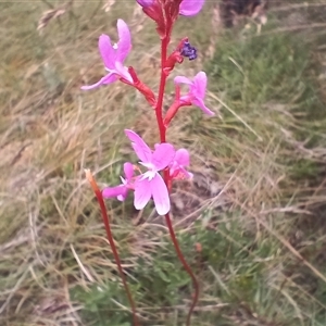 Stylidium montanum at Thredbo, NSW - 18 Jan 2025 10:48 AM