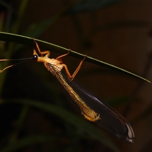 Nymphes myrmeleonoides at Aranda, ACT - 17 Jan 2025 09:58 PM