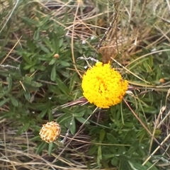 Leptorhynchos squamatus subsp. alpinus (Scaly Buttons) at Thredbo, NSW - 18 Jan 2025 by mahargiani