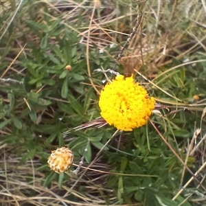 Leptorhynchos squamatus subsp. alpinus (Scaly Buttons) at Thredbo, NSW by mahargiani