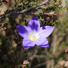 Wahlenbergia stricta subsp. stricta (Tall Bluebell) at Gundary, NSW - 6 Nov 2024 by RobG1