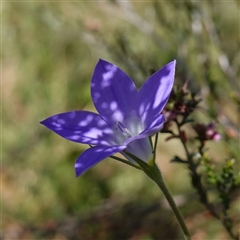 Wahlenbergia stricta subsp. stricta at Gundary, NSW - 6 Nov 2024