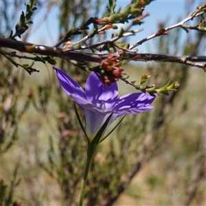 Wahlenbergia stricta subsp. stricta at Gundary, NSW - 6 Nov 2024