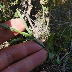 Wahlenbergia stricta subsp. stricta at Gundary, NSW - 6 Nov 2024