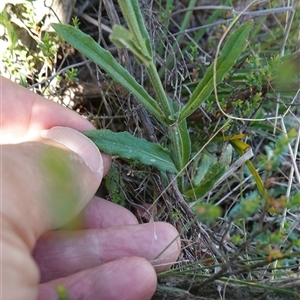 Wahlenbergia stricta subsp. stricta at Gundary, NSW - 6 Nov 2024