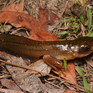 Litoria sp. (genus) at O'Connor, ACT by NateKingsford