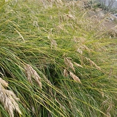 Chionochloa frigida (Ribbon Grass) at Thredbo, NSW - 18 Jan 2025 by mahargiani