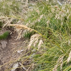 Chionochloa frigida at Thredbo, NSW - 18 Jan 2025 11:18 AM