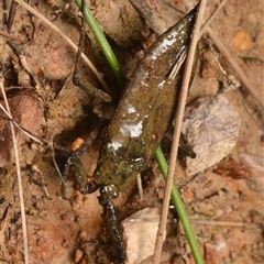 Laccotrephes tristis (Water Scorpion or Toe-biter) at O'Connor, ACT - 17 Jan 2025 by NateKingsford