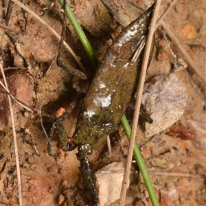 Laccotrephes tristis (Water Scorpion or Toe-biter) at O'Connor, ACT by NateKingsford