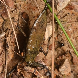 Laccotrephes tristis at O'Connor, ACT - 17 Jan 2025