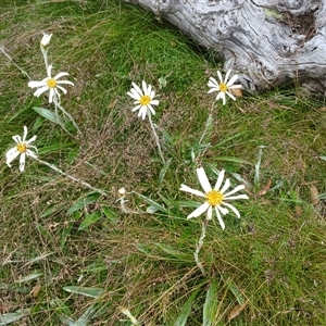 Celmisia sp. (Snow Daisy) at Thredbo, NSW by mahargiani