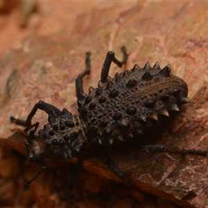 Acantholophus echinatus (Spiny ground weevil) at Bruce, ACT by NateKingsford