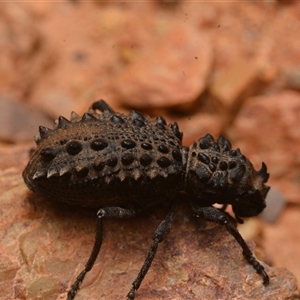 Acantholophus echinatus at Bruce, ACT - 17 Jan 2025 10:21 PM