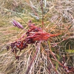 Luzula sp. at Thredbo, NSW - 18 Jan 2025 by mahargiani