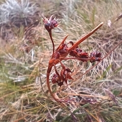 Luzula sp. at Thredbo, NSW - 18 Jan 2025