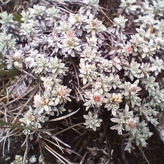 Ewartia nubigena (Silver Ewartia) at Thredbo, NSW - 18 Jan 2025 by mahargiani