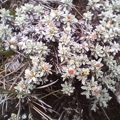 Ewartia nubigena (Silver Ewartia) at Thredbo, NSW - 18 Jan 2025 by mahargiani