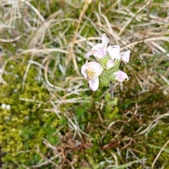 Euphrasia collina (Purple Eye-bright) at Thredbo, NSW - 18 Jan 2025 by mahargiani