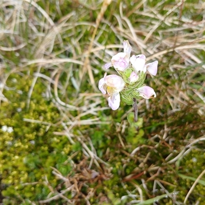 Euphrasia collina (Purple Eye-bright) at Thredbo, NSW - 18 Jan 2025 by mahargiani