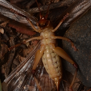 Gryllacrididae (family) at Bruce, ACT - 17 Jan 2025 10:25 PM