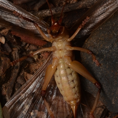 Gryllacrididae (family) (Wood, Raspy or Leaf Rolling Cricket) at Bruce, ACT - 17 Jan 2025 by NateKingsford