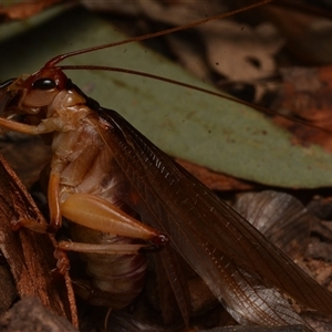 Gryllacrididae (family) at Bruce, ACT - 17 Jan 2025 10:25 PM