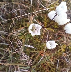 Gentianella muelleriana subsp. alpestris (Mueller's Snow-gentian) at Thredbo, NSW - 18 Jan 2025 by mahargiani