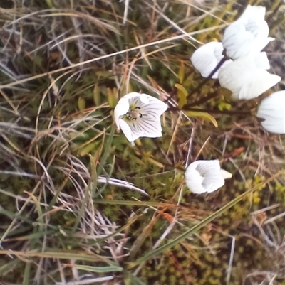 Gentianella muelleriana subsp. alpestris (Mueller's Snow-gentian) at Thredbo, NSW - 18 Jan 2025 by mahargiani