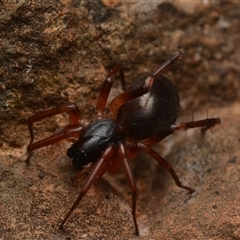 Zodariidae (family) (Ant spider or Spotted ground spider) at Bruce, ACT - 17 Jan 2025 by NateKingsford