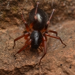 Zodariidae (family) at Bruce, ACT - 17 Jan 2025 10:27 PM