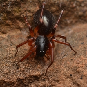 Zodariidae (family) at Bruce, ACT - 17 Jan 2025 10:27 PM