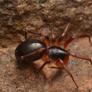 Zodariidae (family) at Bruce, ACT - 17 Jan 2025 10:27 PM