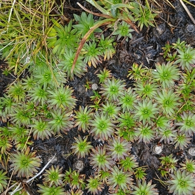 Plantago glacialis (Snow Star-Plantain) at Thredbo, NSW - 18 Jan 2025 by mahargiani