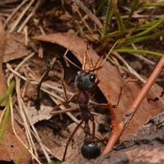 Myrmecia nigriceps (Black-headed bull ant) at Campbell, ACT - 19 Jan 2025 by NateKingsford