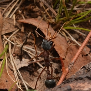 Myrmecia nigriceps (Black-headed bull ant) at Campbell, ACT by NateKingsford