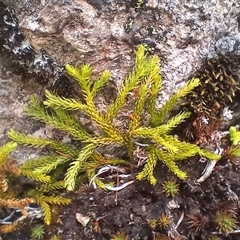 Austrolycopodium fastigiatum (Alpine Club Moss) at Kosciuszko, NSW - 18 Jan 2025 by mahargiani