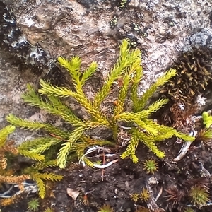 Austrolycopodium fastigiatum (Alpine Club Moss) at Kosciuszko, NSW by mahargiani